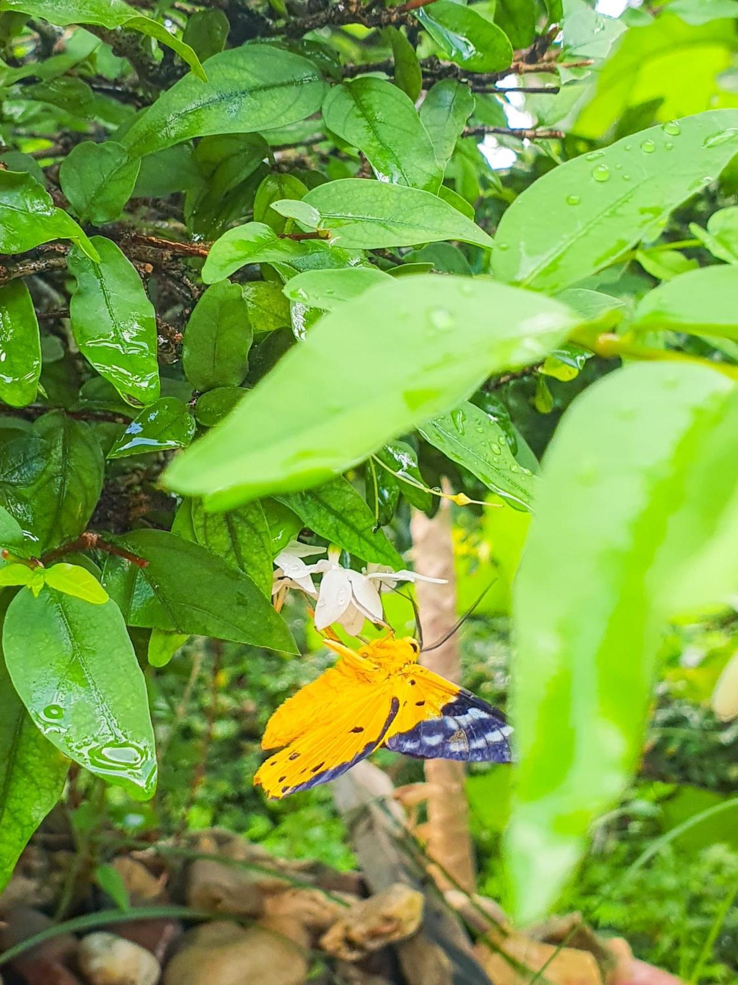 Green Hill Guest House Kien Luong Ngoại thất bức ảnh